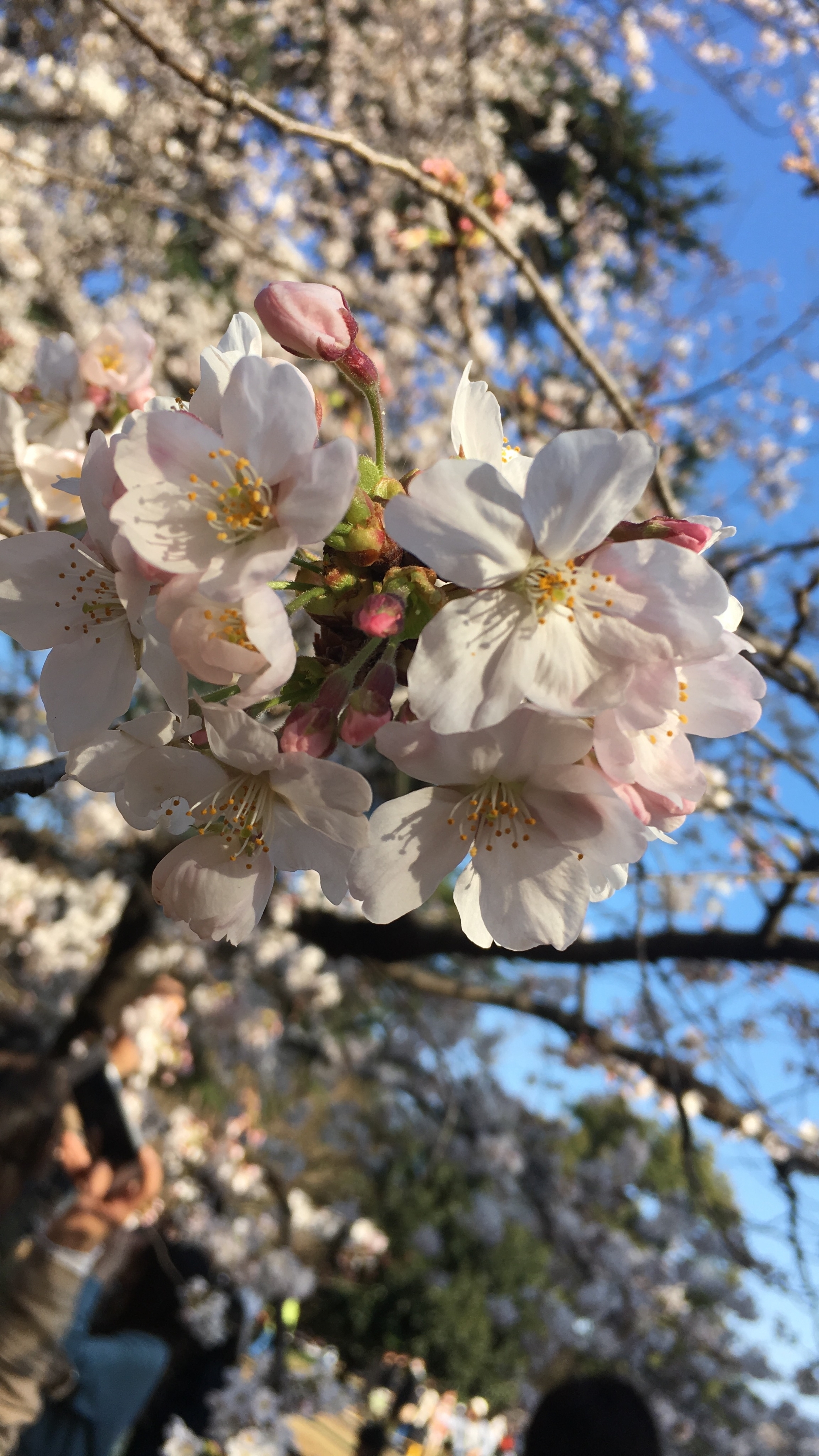 桜